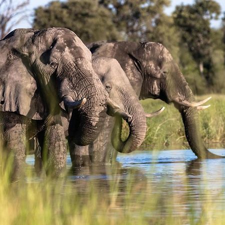 O Bona Moremi Safari Lodge Khwai Εξωτερικό φωτογραφία