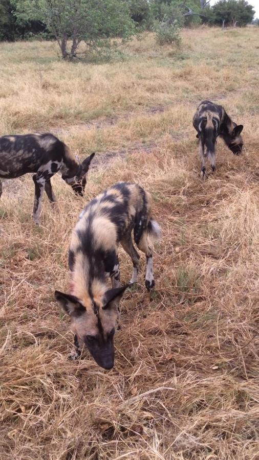 O Bona Moremi Safari Lodge Khwai Εξωτερικό φωτογραφία