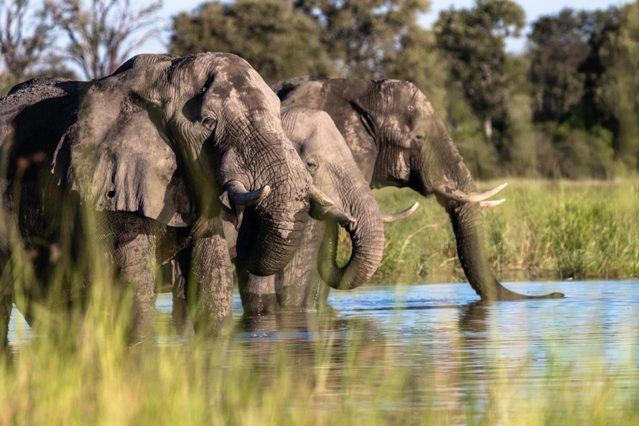 O Bona Moremi Safari Lodge Khwai Εξωτερικό φωτογραφία